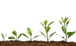growth
