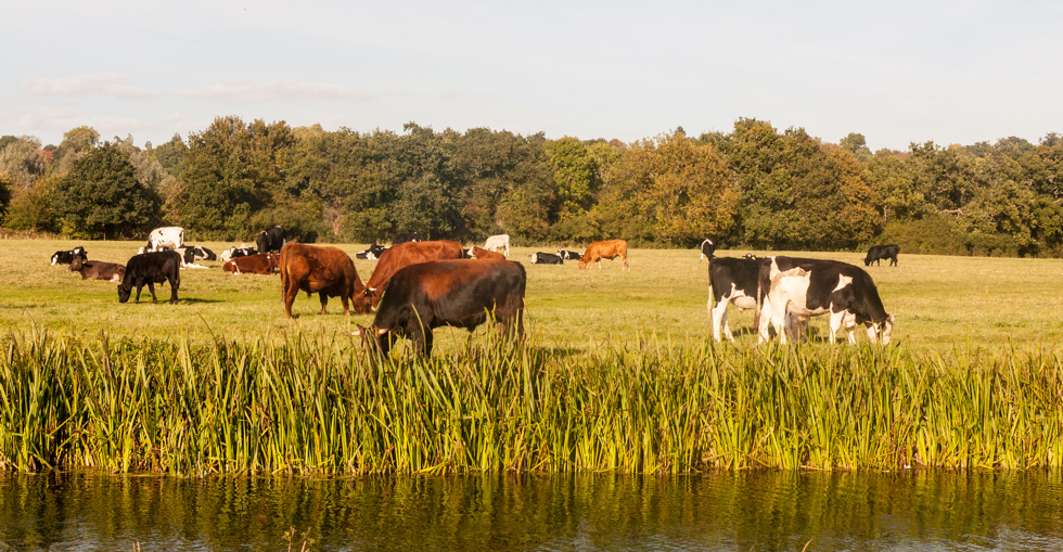 Suffolk Countryside