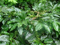 coffee-plantation-forsale